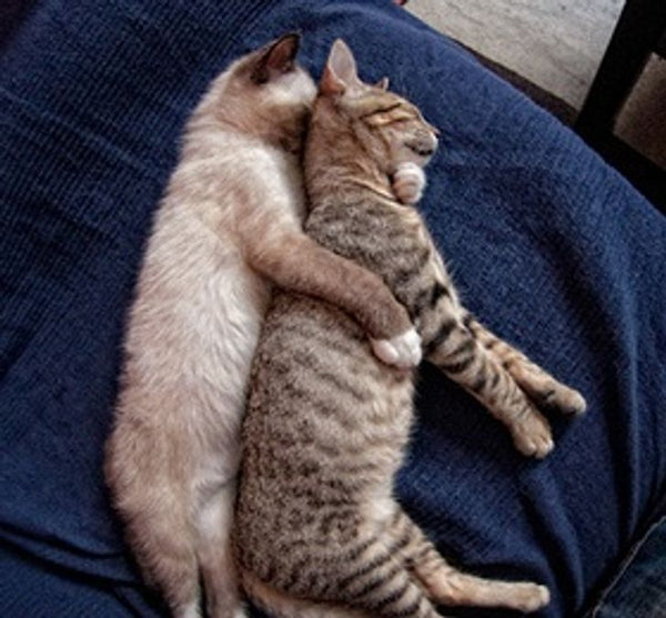 14 Adorable Cat Couples That Will Prove True Love Does Exist