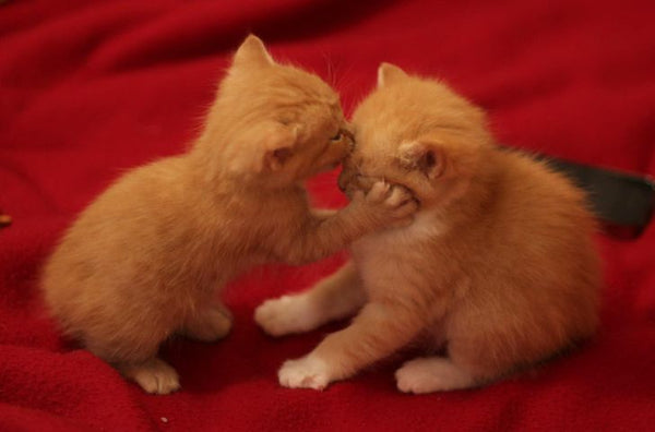 14 Adorable Cat Couples That Will Prove True Love Does Exist