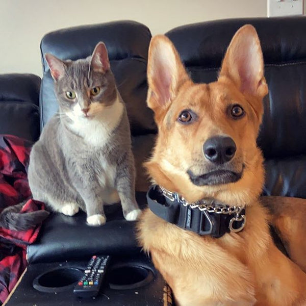 30 Adorable Photos Of Dogs And Cats Fell In Love With Each Other