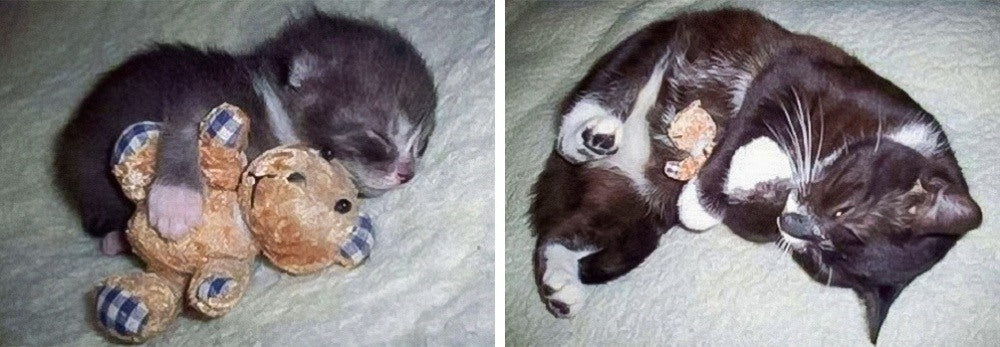 20 Cats That Haven't Realized They've Grown Up