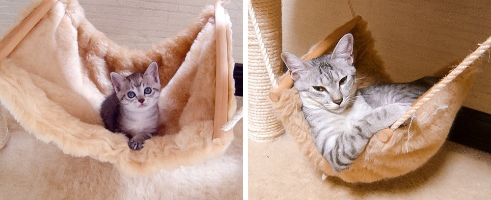 20 Cats That Haven't Realized They've Grown Up