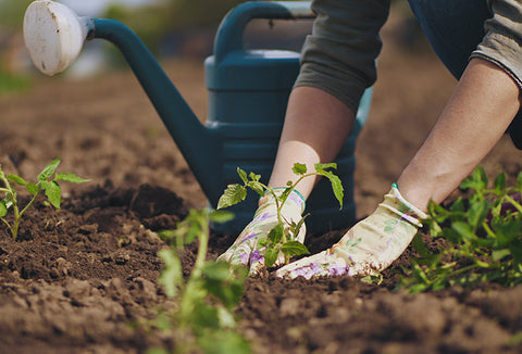 A woman wearing gardening gloves planting her garden, watering can nearby.
