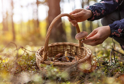 A woman gathering wild mushrooms outdoors to put in a large wicker basket.