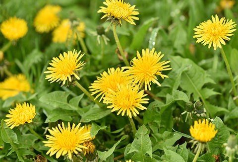 Bright yellow dandelions surrounded by green grass.