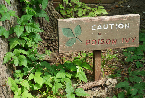 A small, wood sign that reads "caution, poison ivy" in the woods.