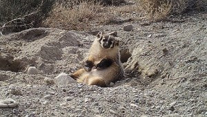 Badger sitting on his cache of food