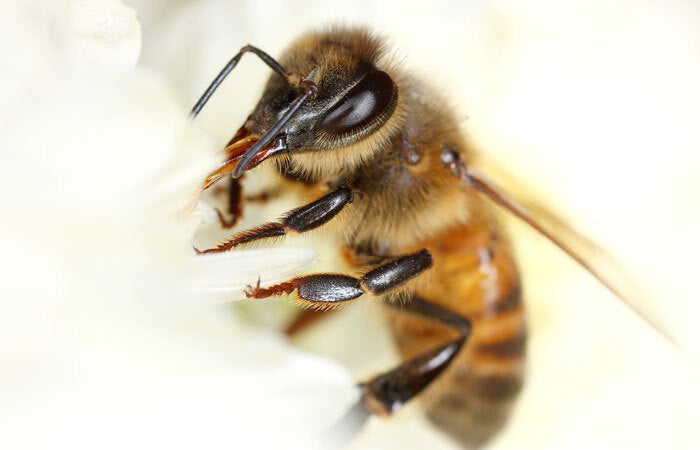 bee