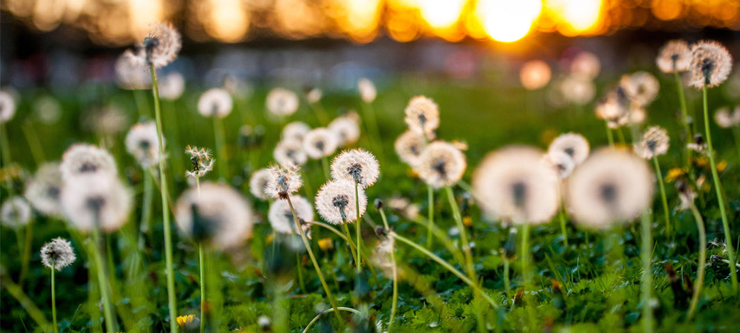 Dandelions, Make a Wish!