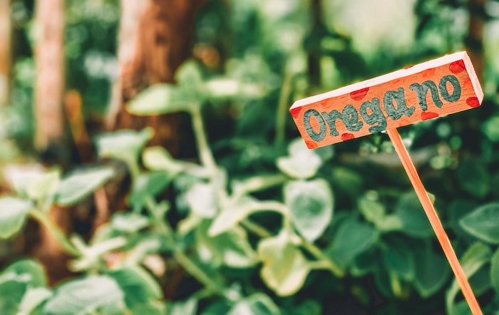 fresh oregano in a garden