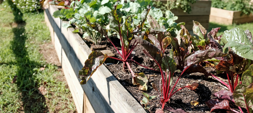 Vegetable Garden Rubarb