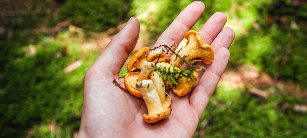 Edible Mushrooms