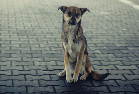 Sad dog sitting on the street