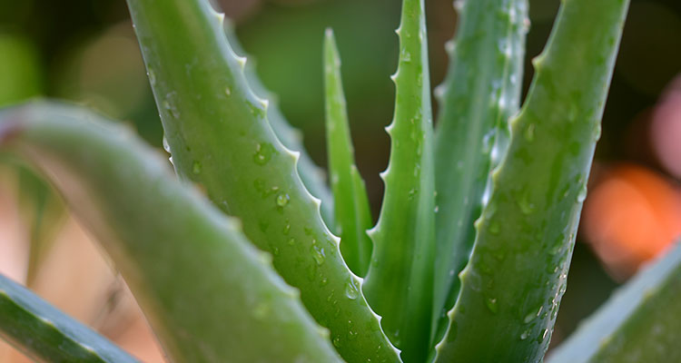 Natural Remedy Aloe VEra