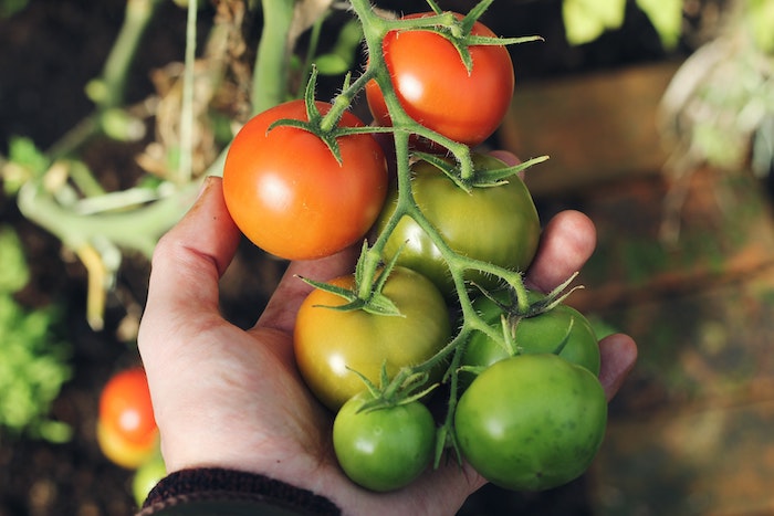 Hand holding a tomato