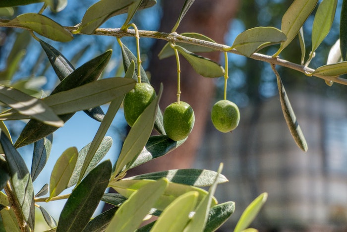 branch of a walnut tree