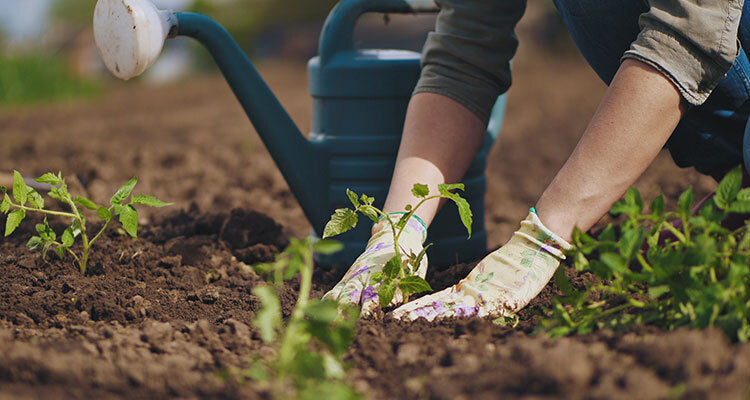 person planting seeds in the garden