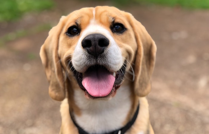 smiling dog