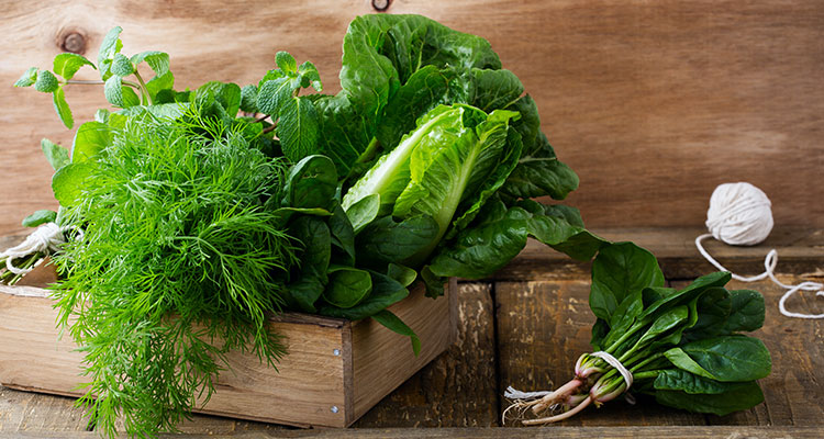 lettuce garden box