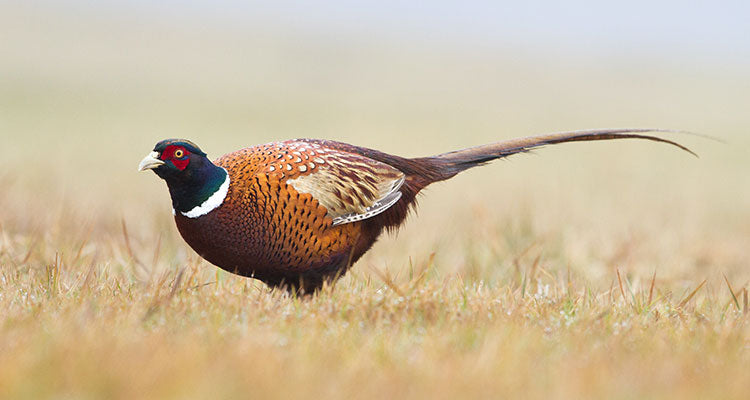 pheasant