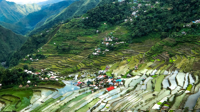 rice patty and town in the philippines