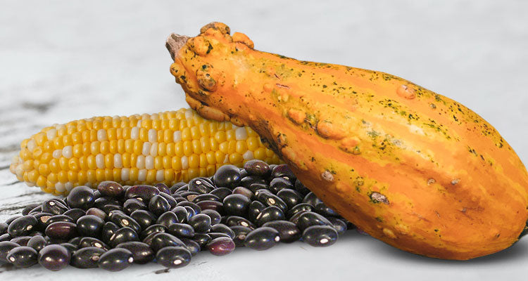 corn beans and squash