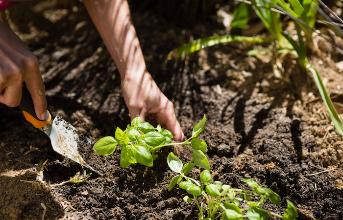 woman planting a sapling in the garden