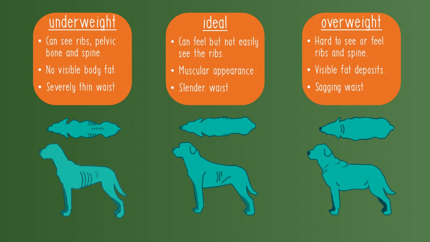 chart showing healthy body shapes for dogs and cats