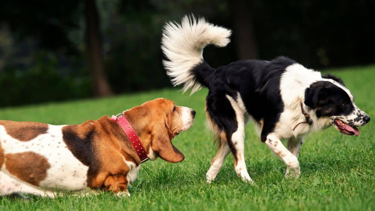 dog sniffing another dog's bum