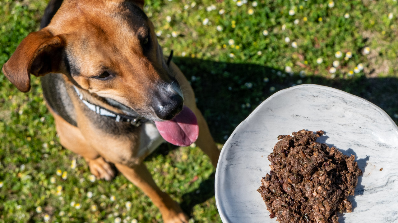 dog looking at bowl of raw food