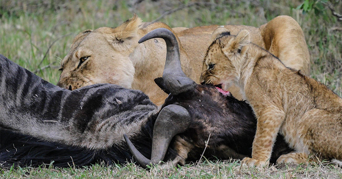 lioness and cub eating buffalo