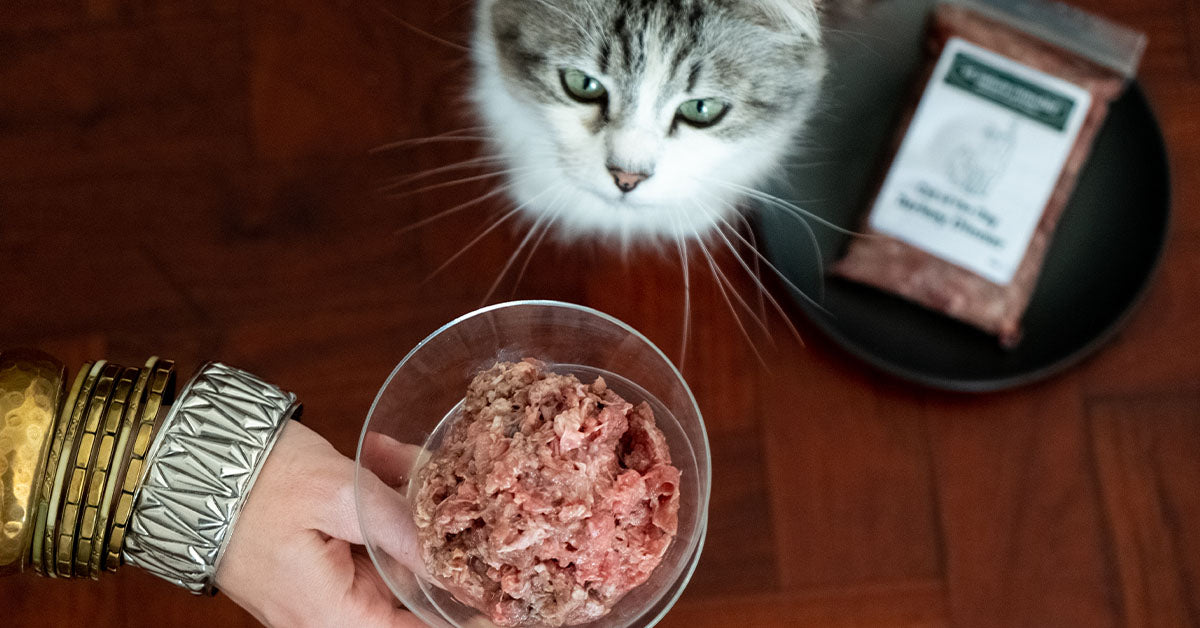 human hand giving cat a bowl of raw food 