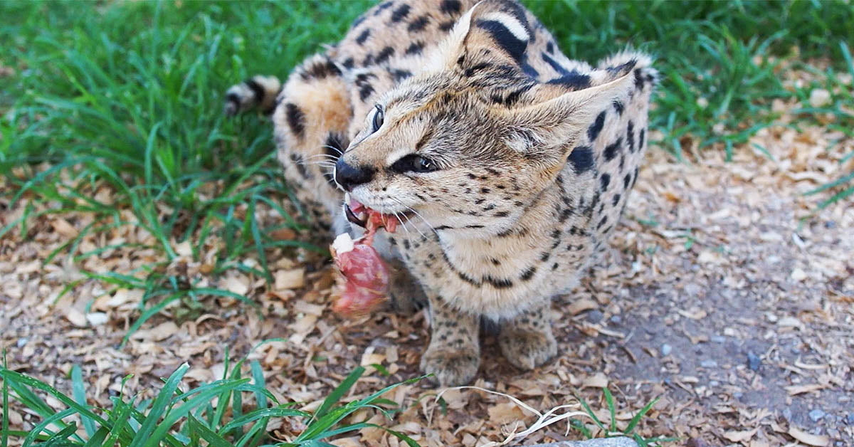 wild cat eating raw prey