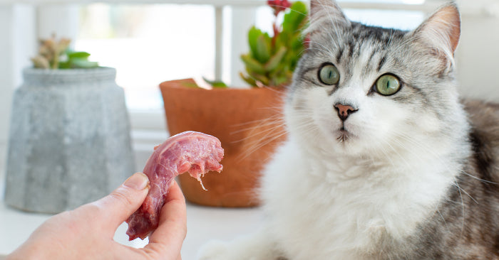 cat looking at chicken neck