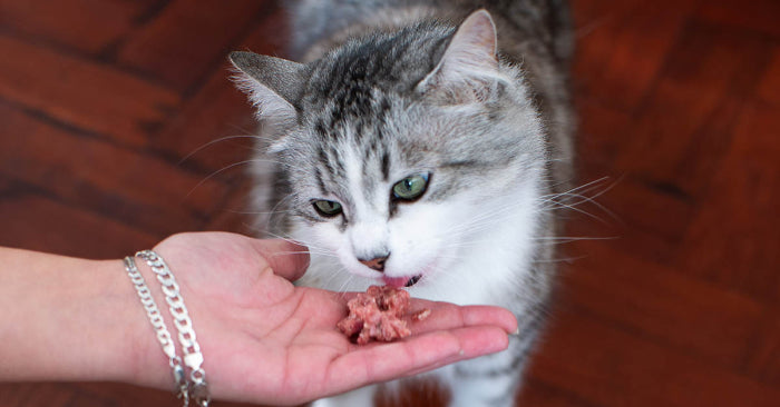 cat eating raw food out of hand