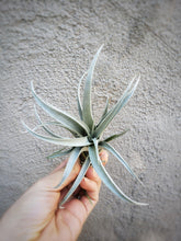 Load image into Gallery viewer, Capitata Mauve Tillandsia - Houseplant Collection
