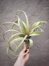 Load image into Gallery viewer, Tillandsia Capitata Red / Large Red Air Plant - Houseplant Collection
