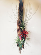 Load image into Gallery viewer, Tillandsia Air Plants on Driftwood / Gift Plant / Hanging Air Plants - Houseplant Collection
