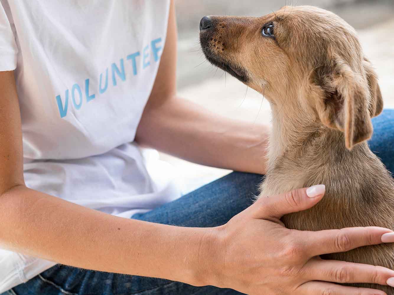 Small puppy being pet by a volunteer worker