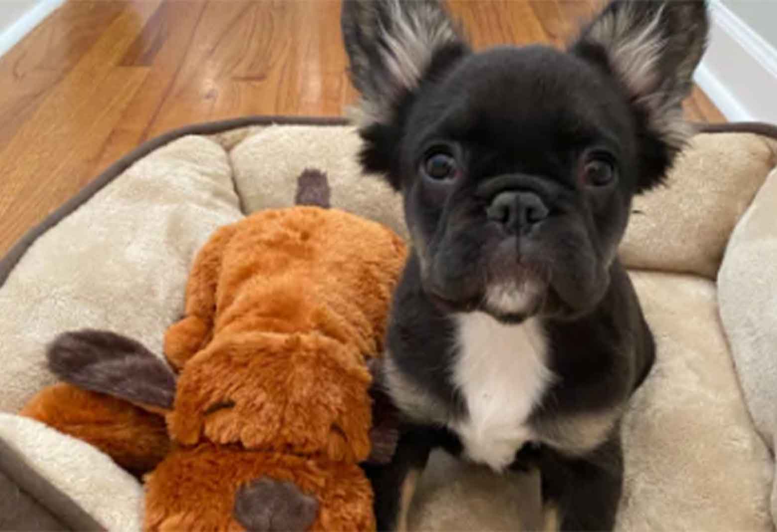 Dog Sitting With Snuggle Puppy