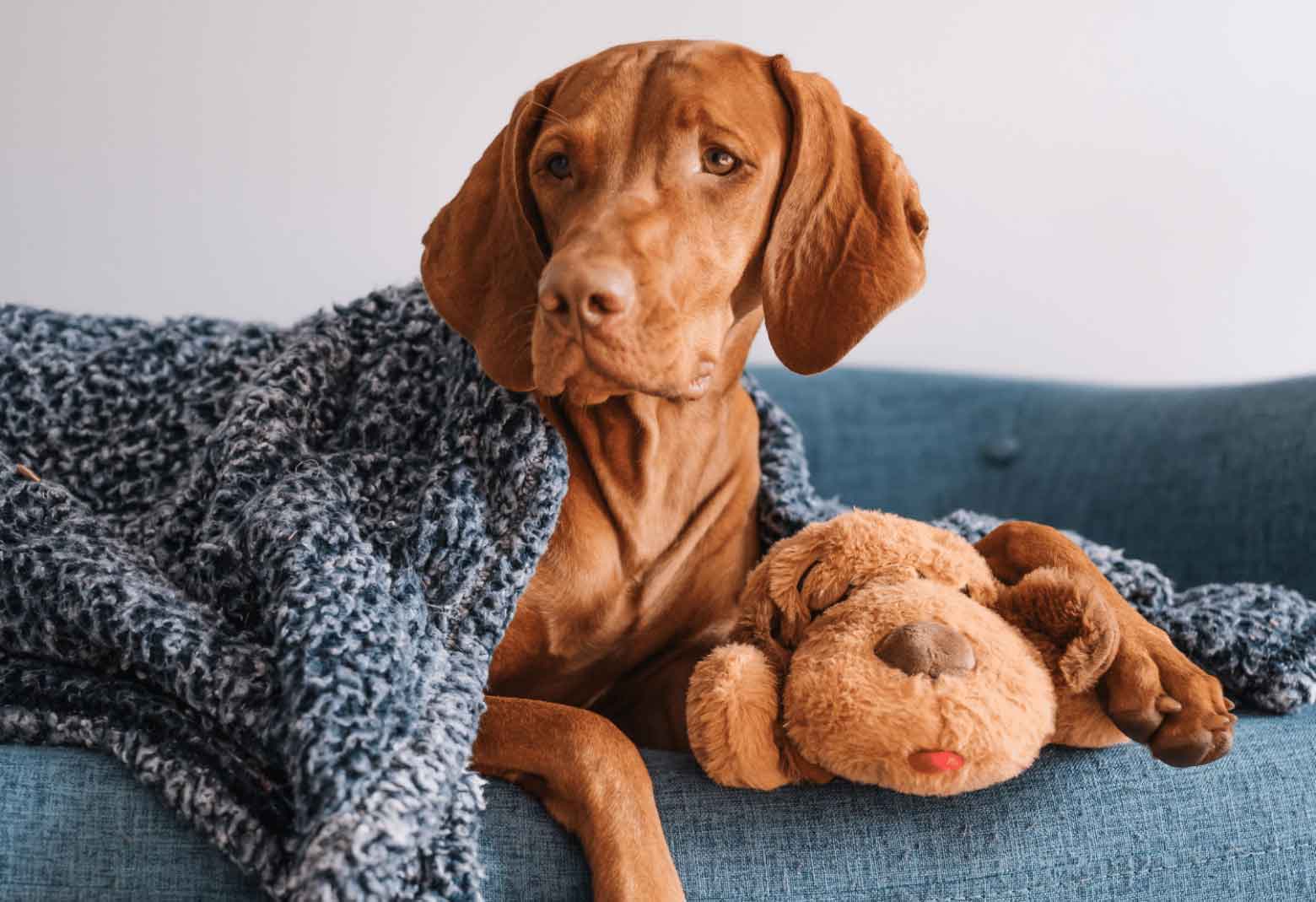 Dog Laying On Couch Under Blanket With Snuggle Puppy