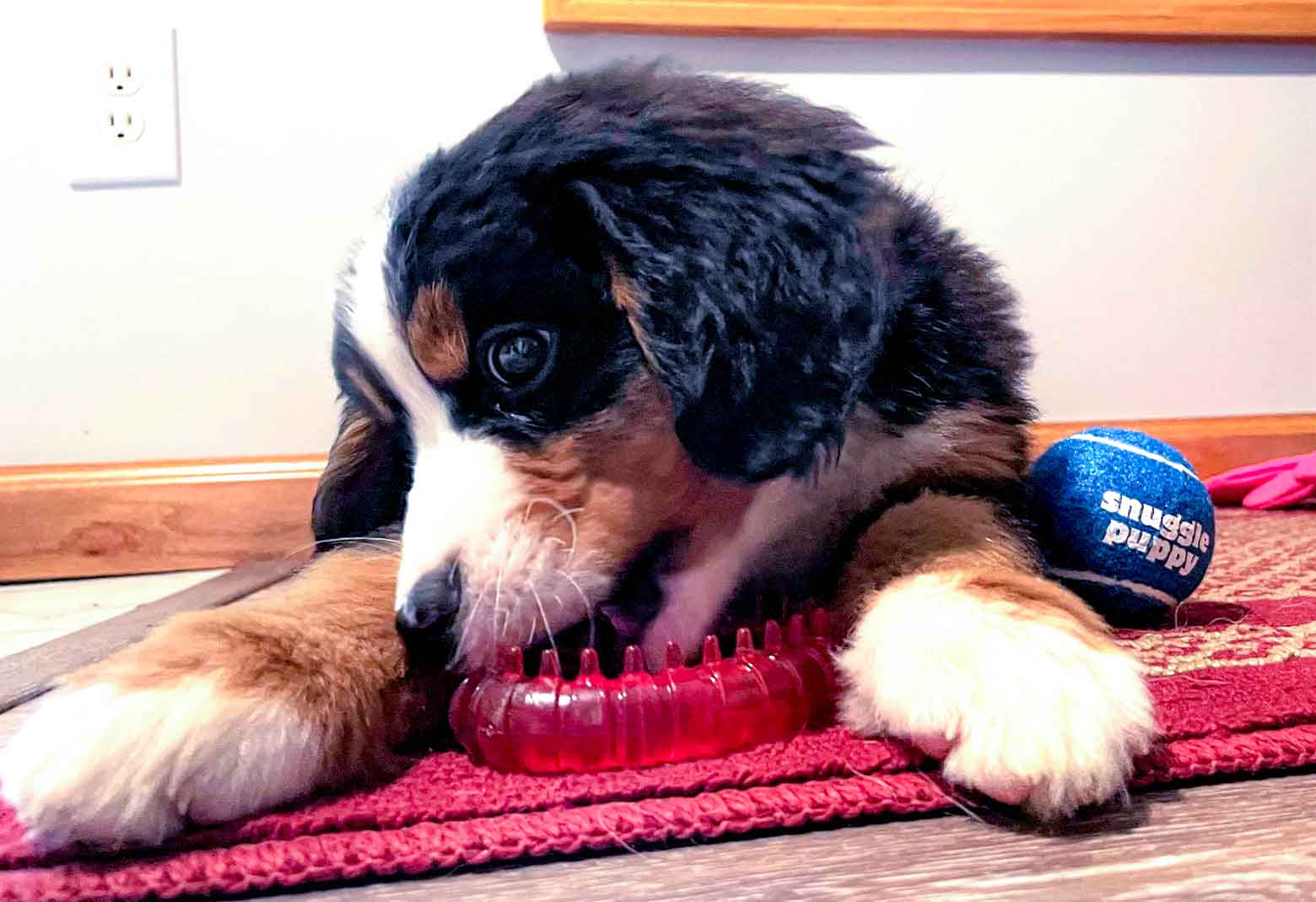 Dog Chewing On Teething Toy