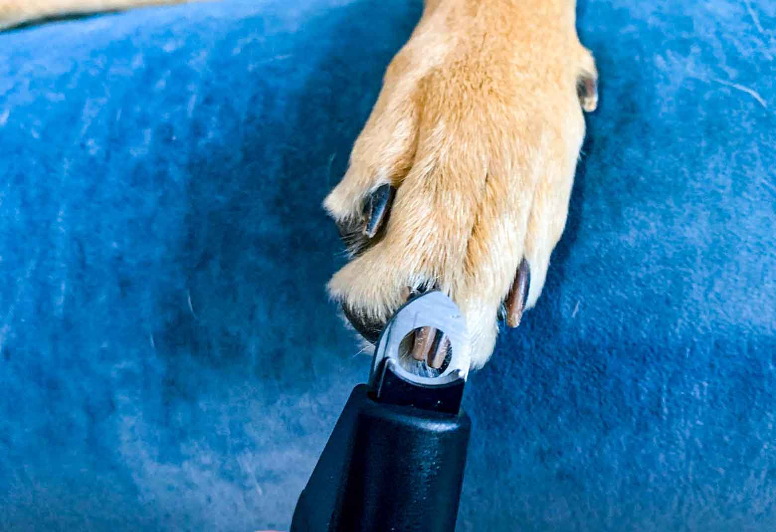 What Are Dewclaws? | Do Dog Dewclaws Need to Be Removed? | PetMD