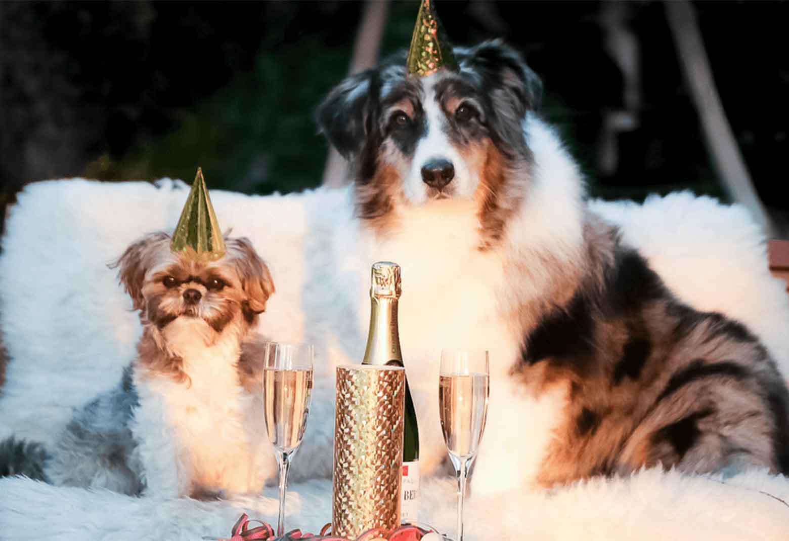 Two Dogs Wearing New Year's Eve Party Hats