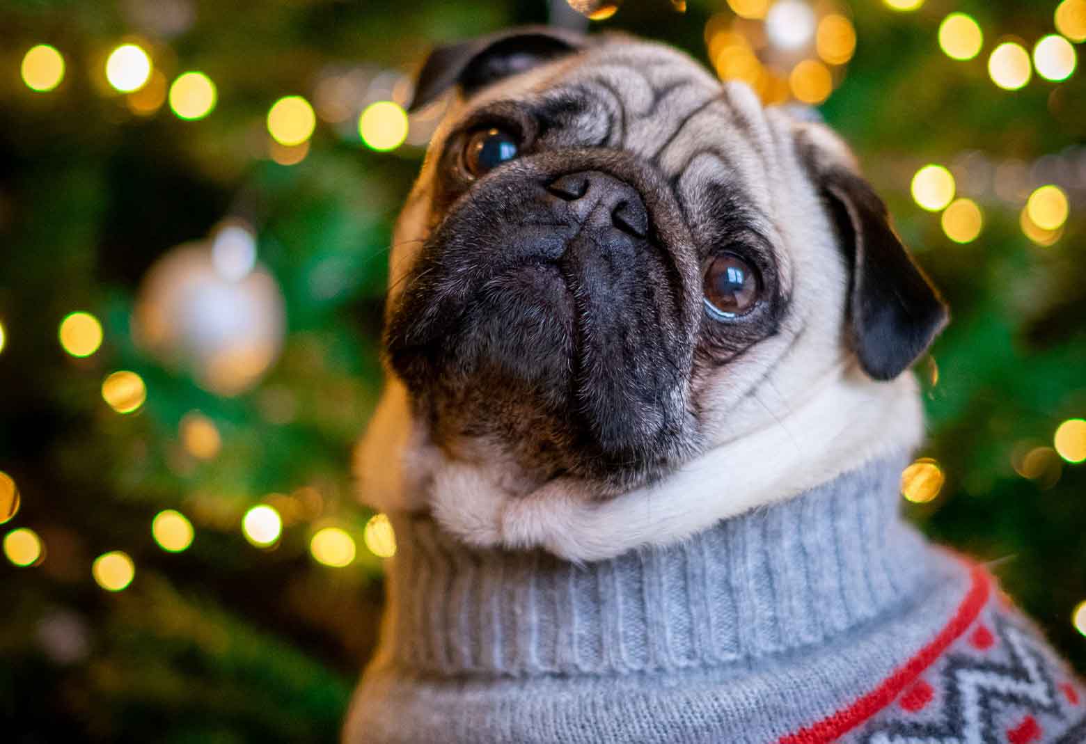 Pug Wearing Christmas Sweater