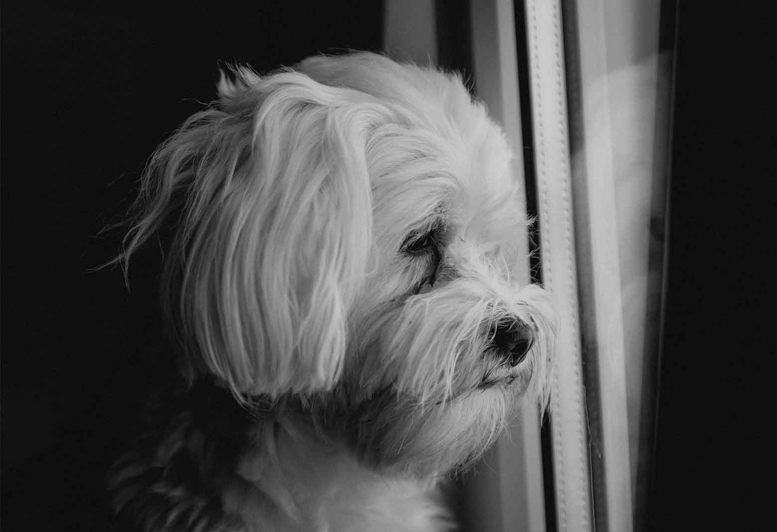Sad Dog Looking Out Window