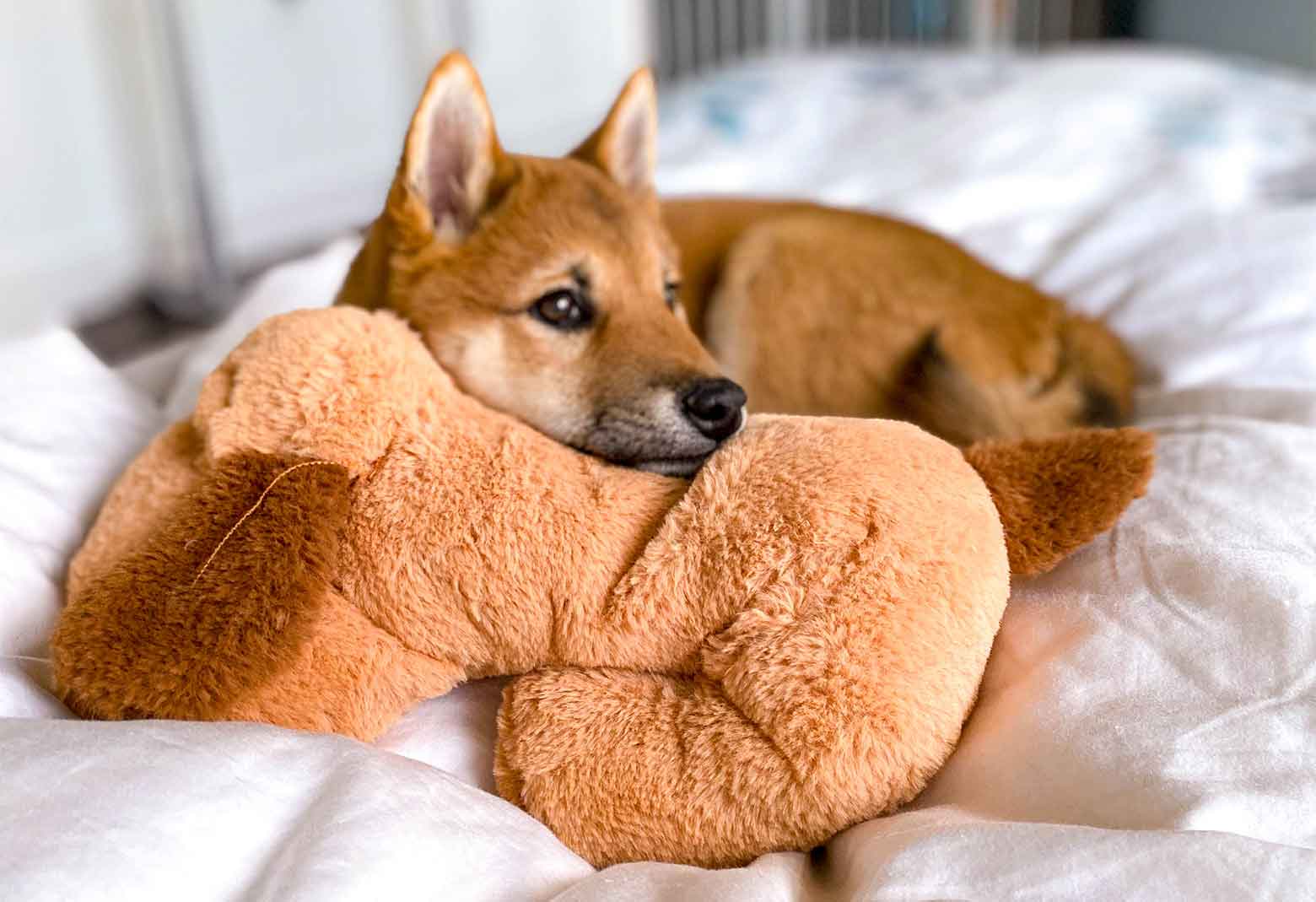 Dog On Bed Curled Up With Snuggle Puppy