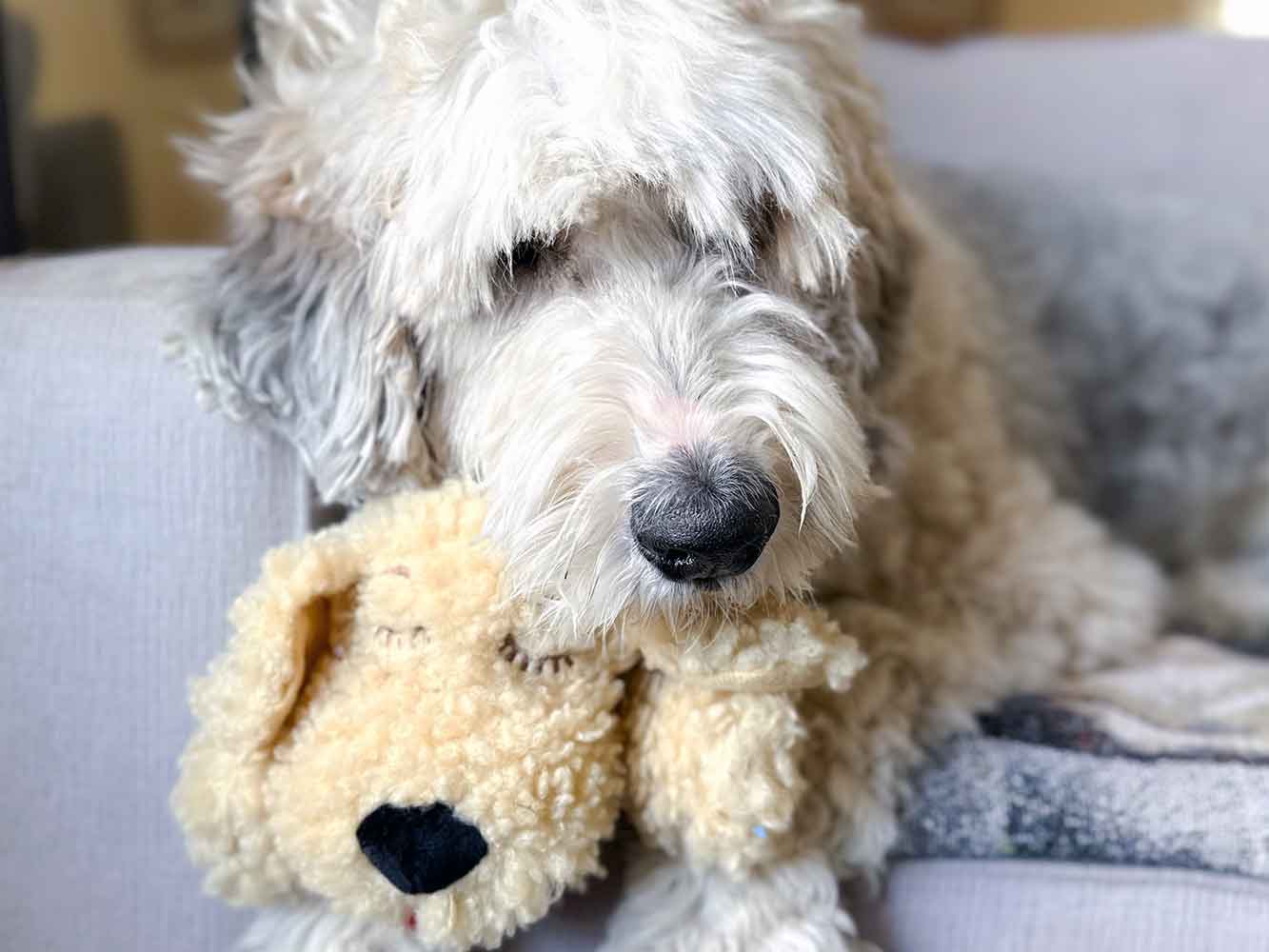 Doodle dog sitting on the couch with a Doodle Snuggle Puppy