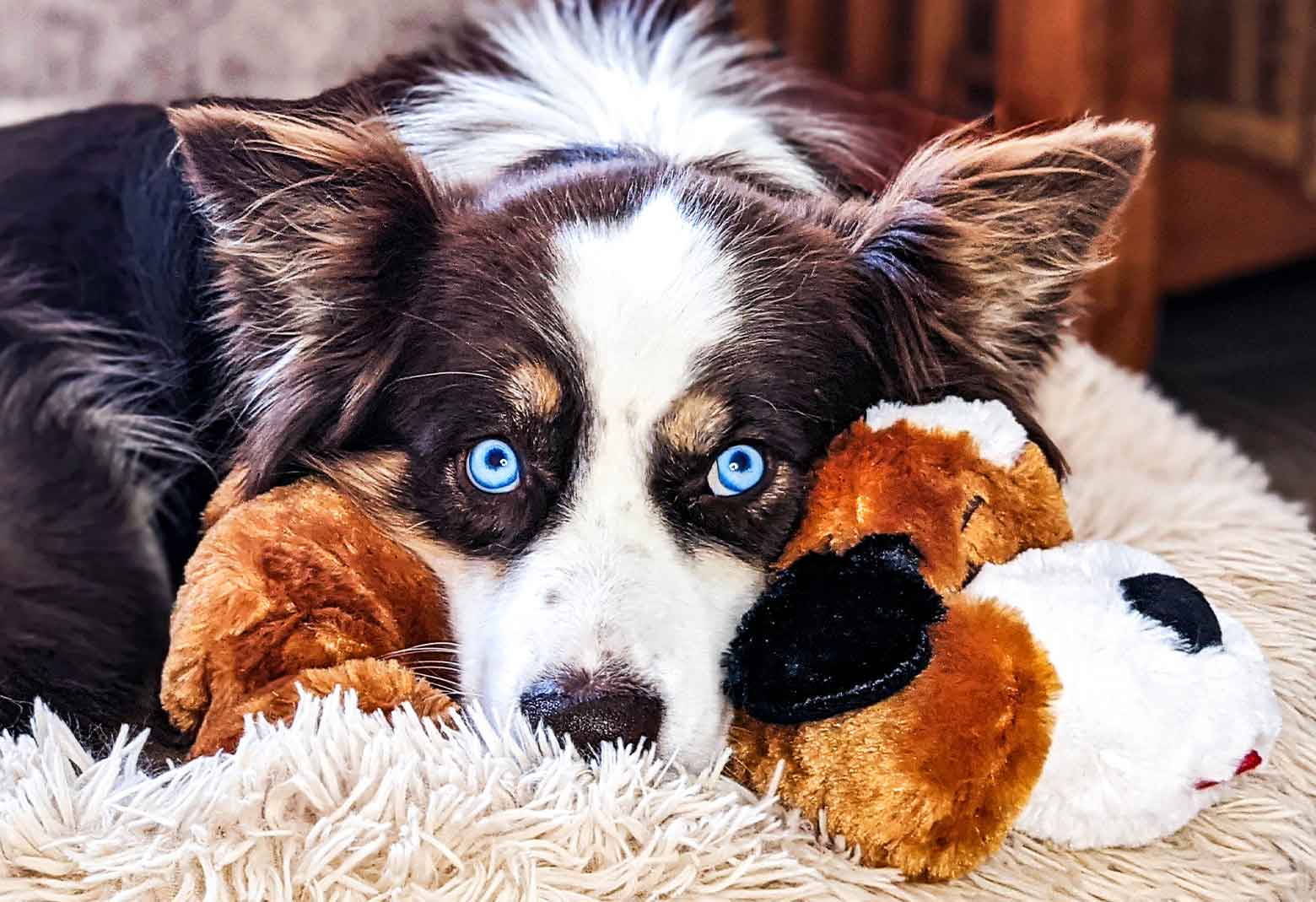 Dog Resting Head On Snuggle Puppy