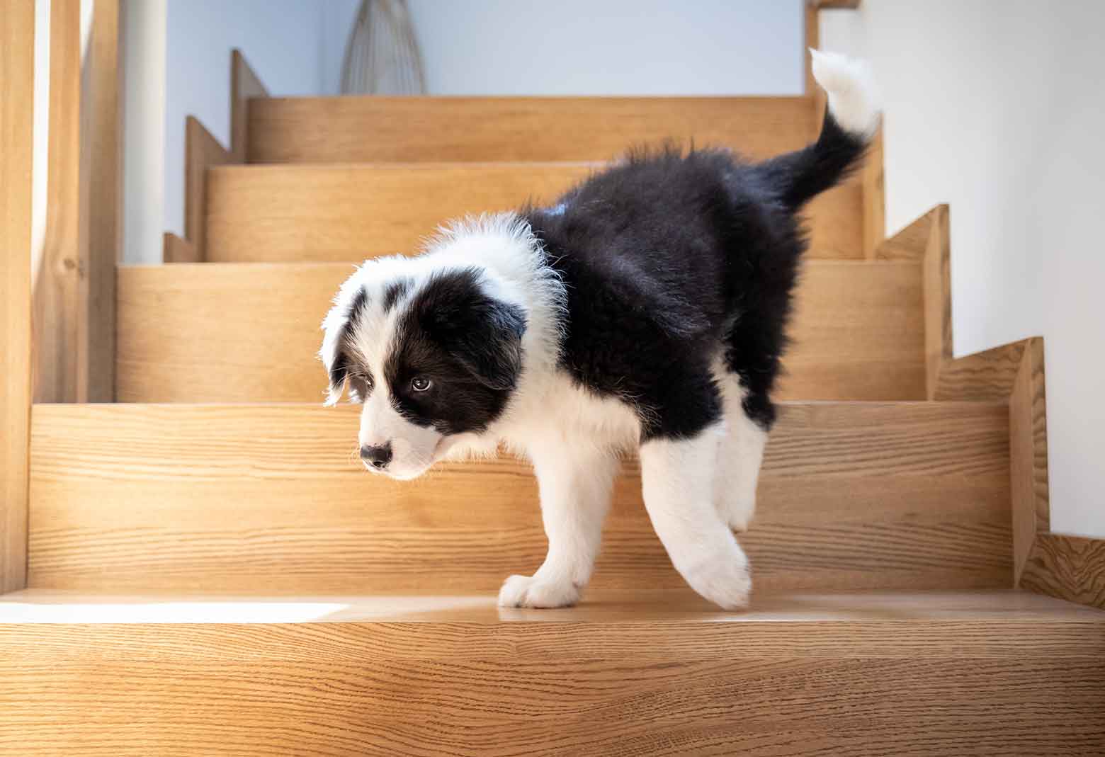 Young Border Collie puppy walking down stairs