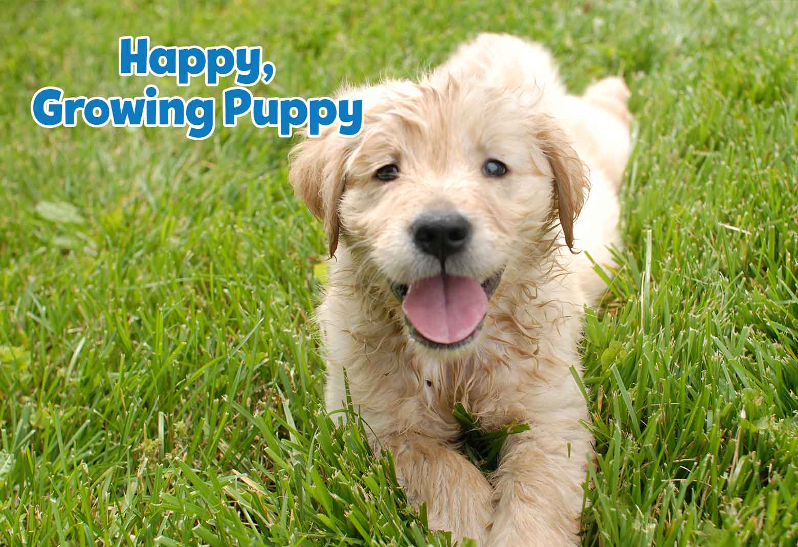 Golden Retriever puppy laying in a field of grass